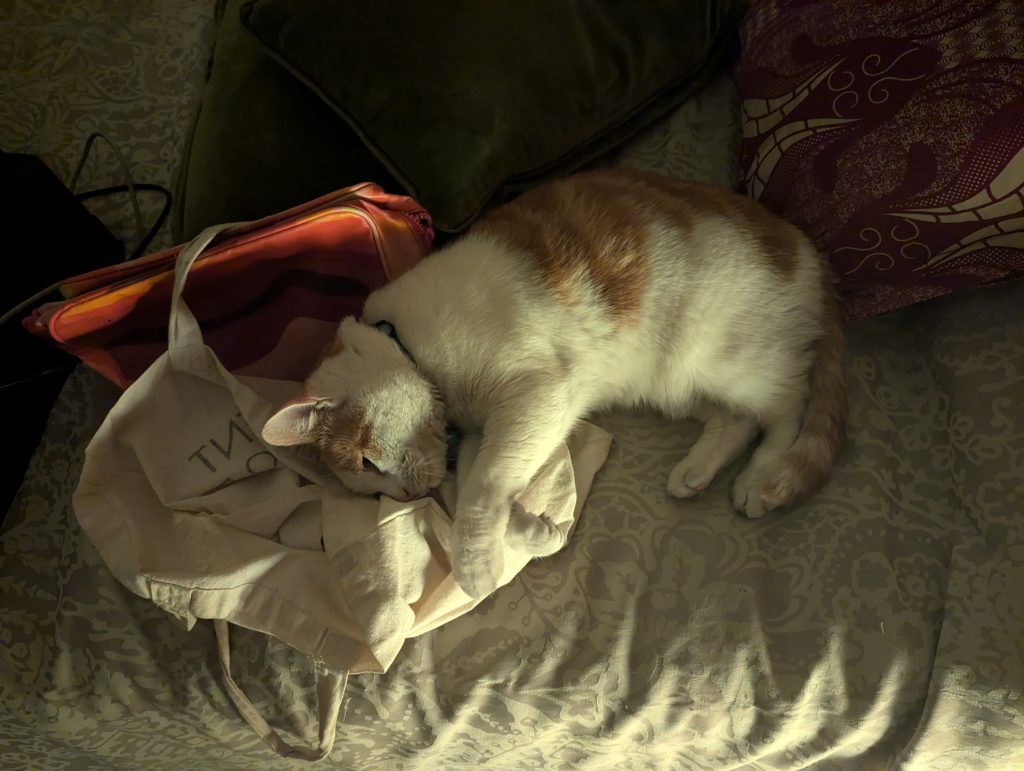 A cat curled on a bed in a dimly lit room.